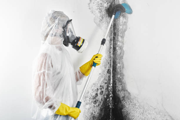 Best Mold Odor Removal Services  in Vidalia, LA
