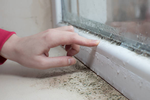 Trusted Vidalia, LA Mold Removal Experts